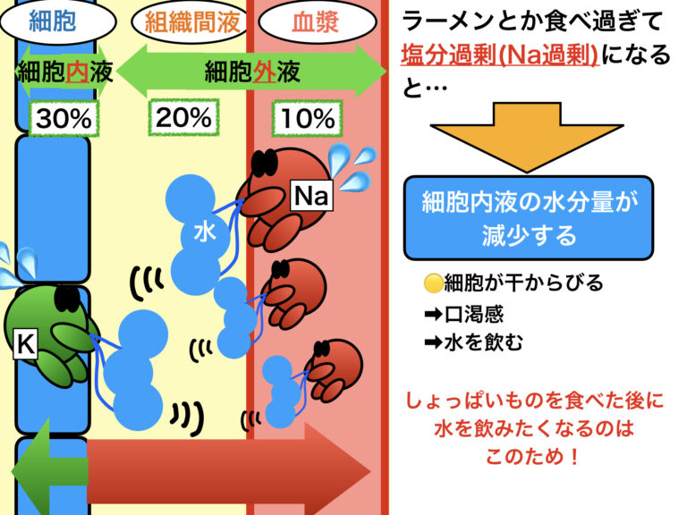 簡単ピクルスレシピ:驚くほど簡単で美味しい! 13 高塩分