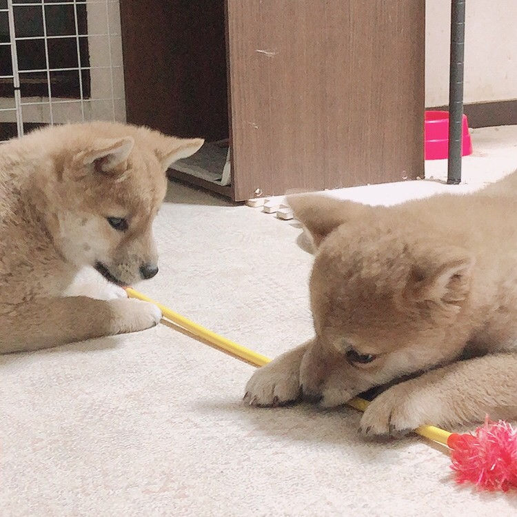 食事と運動