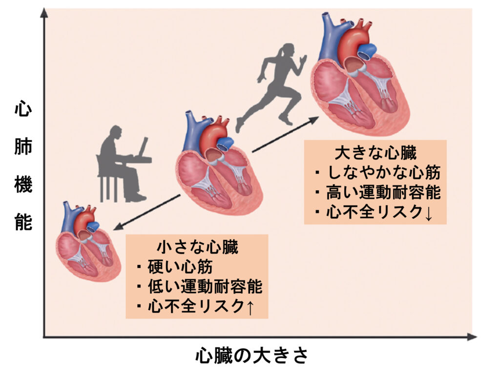 適度な運動とストレッチ