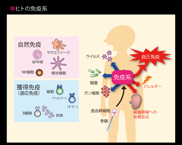 睡眠と免疫系の関係