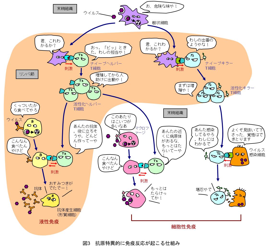 免疫細胞の生成と機能低下