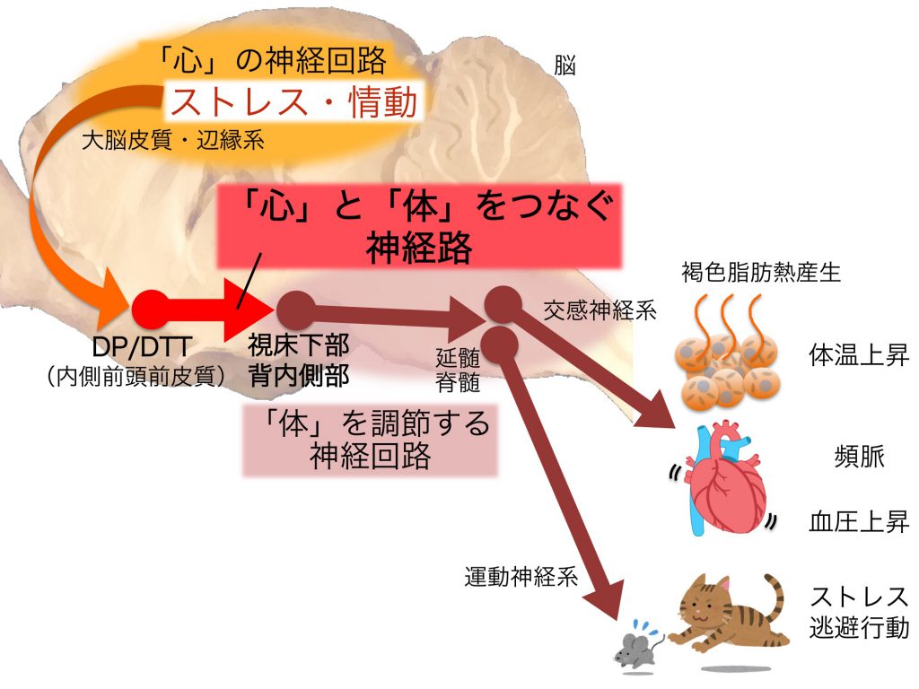 マインドフルネスを実践する 15 極度のストレス状態にある方