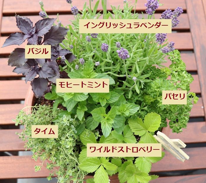 ハーブの種類選び