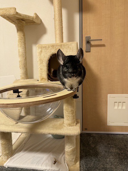飼い主さんの生活スタイル