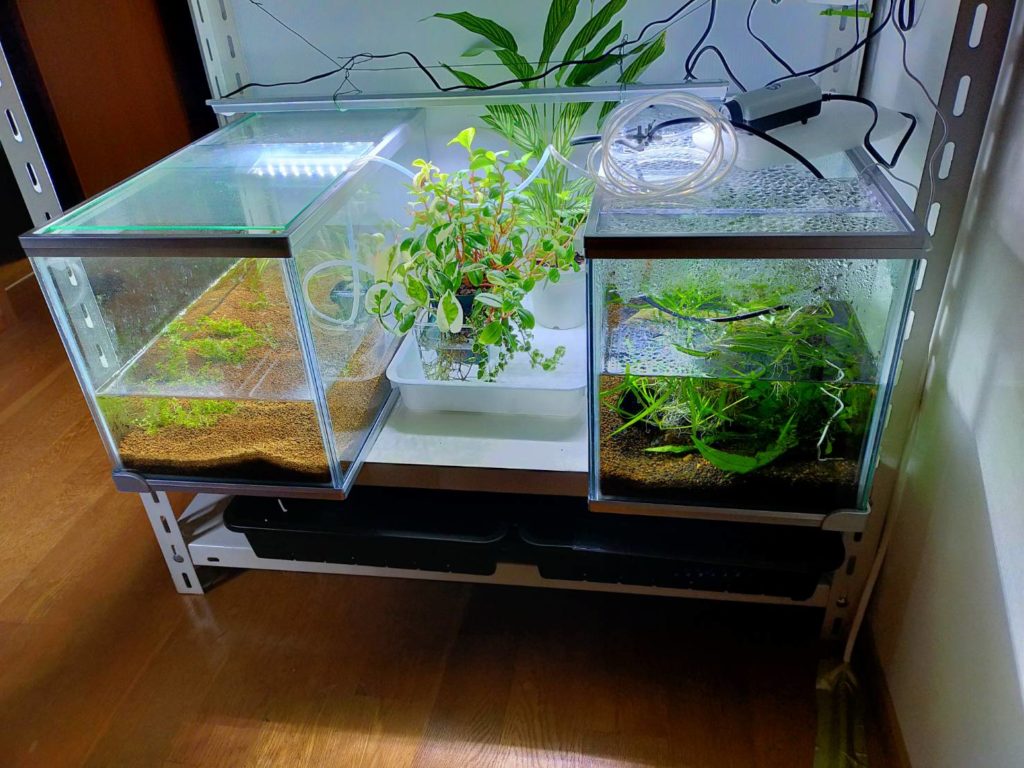 水槽選びと設置場所