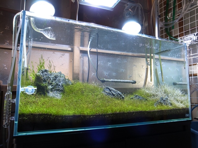 水槽選びのポイント