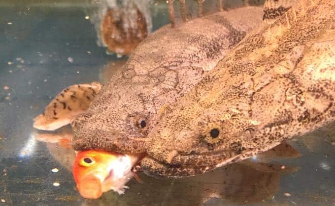 熱帯魚の選び方と飼育方法