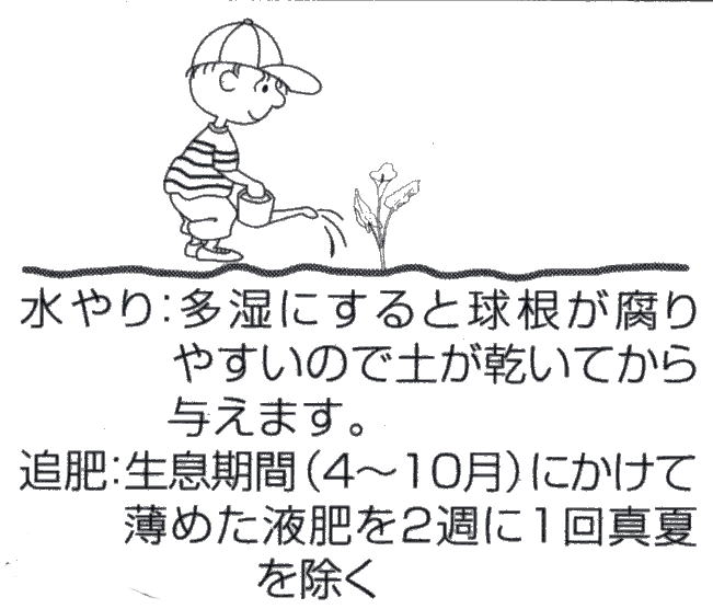 水やりと肥料の管理