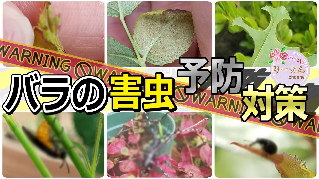 病気や害虫の対策