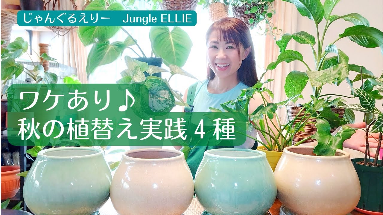 適切な鉢と土壌