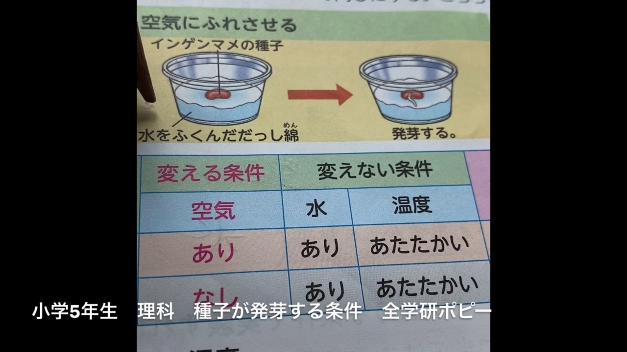種子の発芽