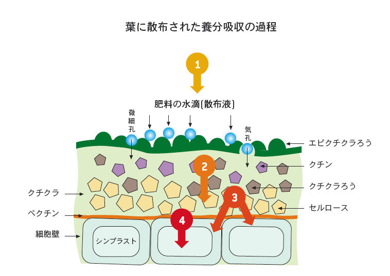 根による養分吸収
