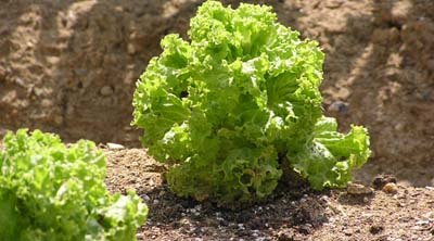 適切な土壌選びと植え付け