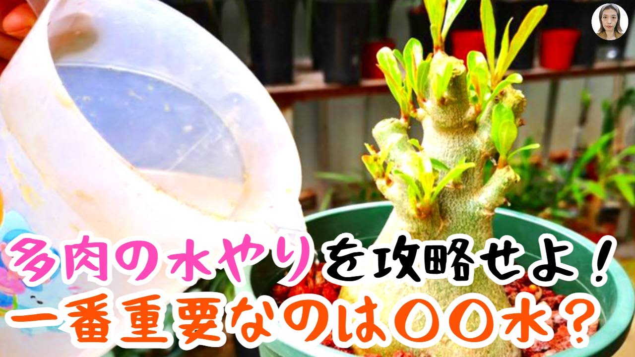 適切な水やり