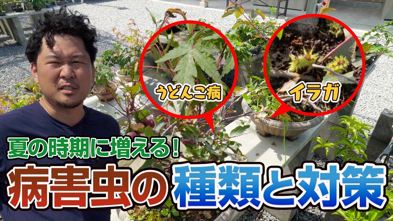 病害虫対策