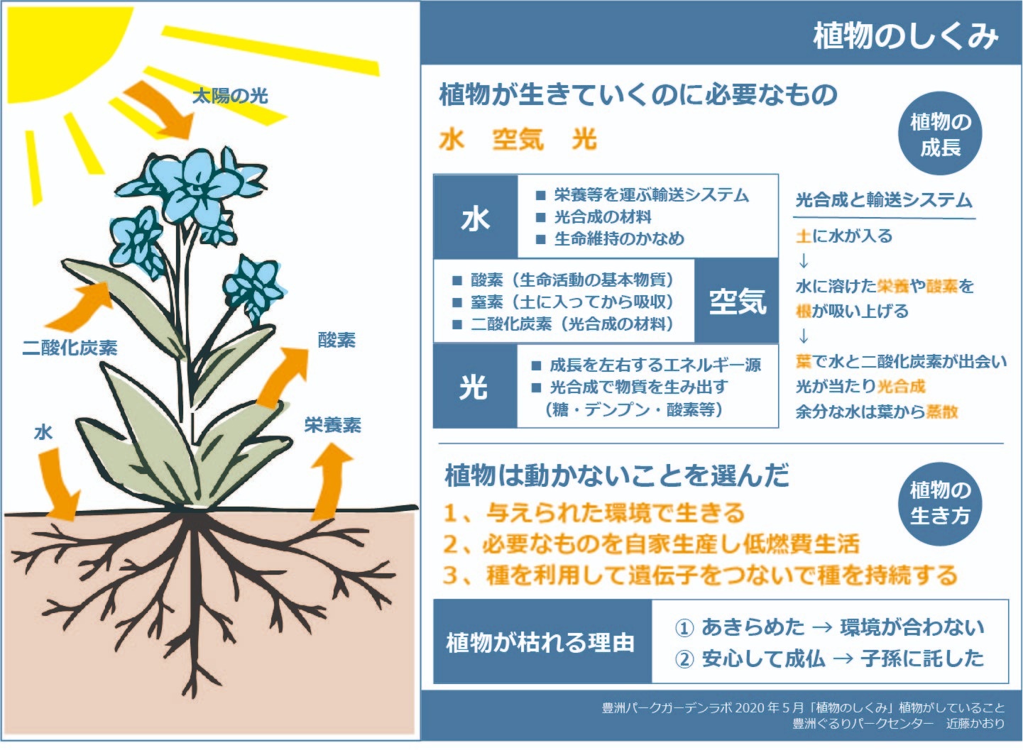 植物を育てるのに必要なものは何ですか？
