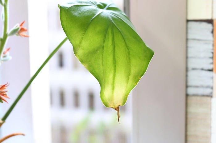 植物が枯れてしまう原因は何ですか？