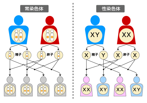 遺伝的素因への理解