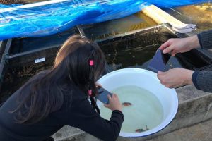 金魚を地域資源に!公民連携技術イノベーション 18 金魚を地域資源に!公民連携技術イノベーション